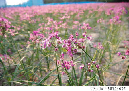 らっきょの花の写真素材