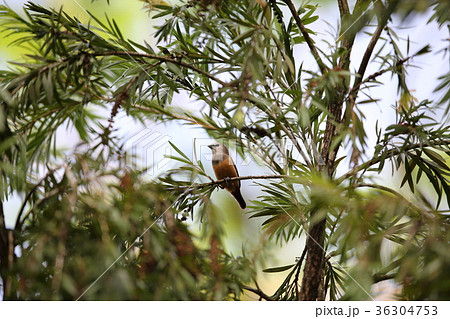 セレベスヘキチョウ 36304753