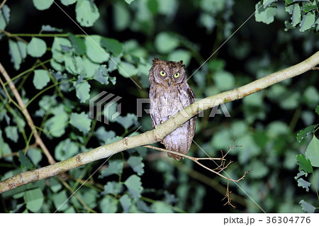 リンジャニコノハズク 36304776
