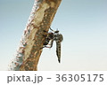 捕食中のアブ 36305175