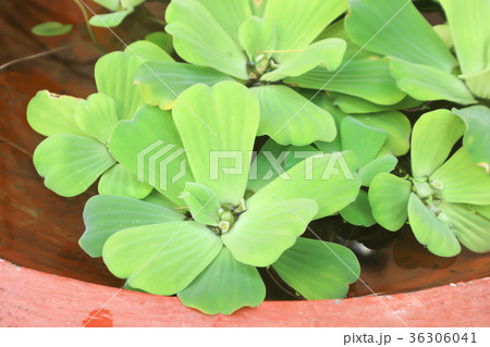 Water hyacinth or Water Lettuce Water hyacinth or Water Lettuce 36306041