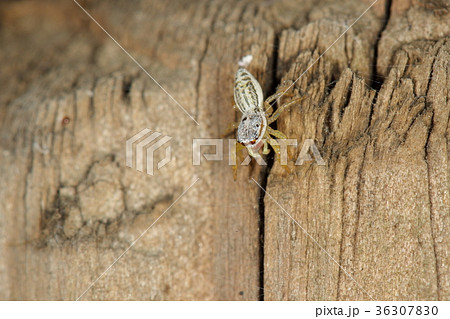 生き物 蜘蛛 クモマハエトリ スマートで美しいハエトリグモ 白い体に黄色い脚 赤い口元の美人さんの写真素材