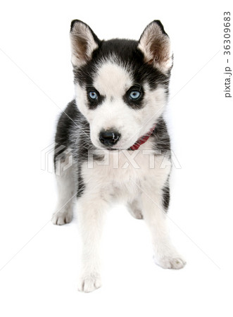 siberian husky puppy 36309683
