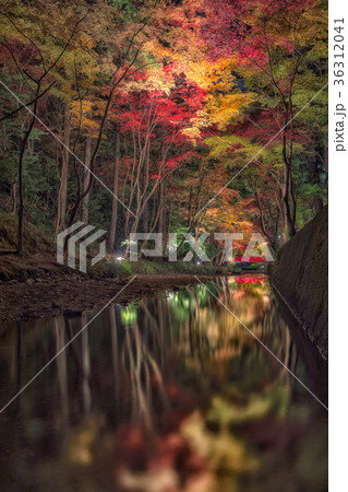 秋の水面 36312041