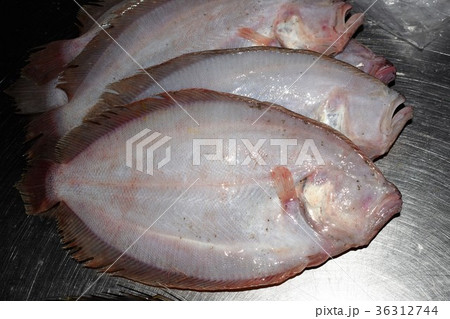 ガンゾウビラメ ガンゾウビラメ 36312744