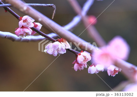 熊本・谷尾崎梅林公園 熊本・谷尾崎梅林公園 36313002