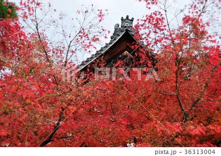 秋の永観堂 36313004