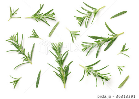 Garlic, Rosemary and Pepper Isolated on White Garlic, Rosemary and Pepper Isolated on White 36313391