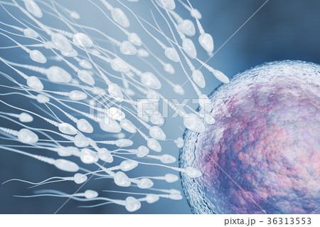Illustration of sperm and egg cell 36313553
