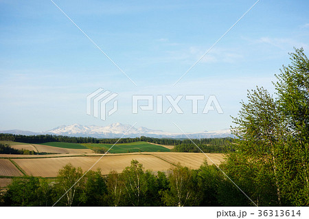 美瑛の畑 丘陵地帯の風景 美瑛の畑 丘陵地帯の風景 36313614