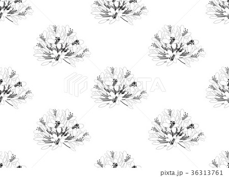 Agapanthus on White Background 36313761