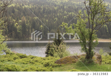 Kleiner Arbersee, Bavaria 36313983