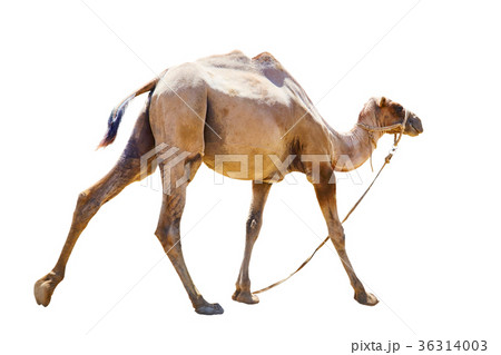 camel bicornic bald cut on white background 36314003