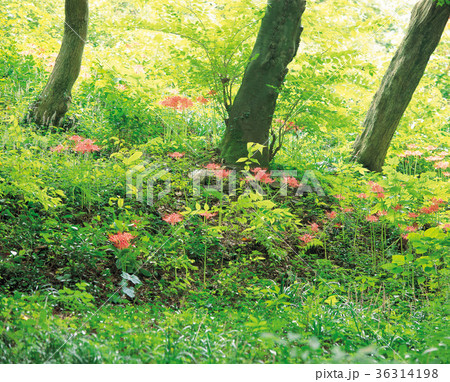花 木 季節 36314198