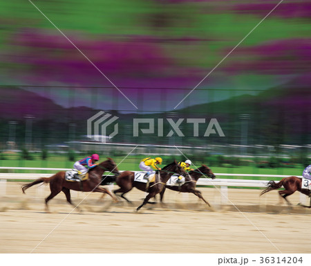競馬 動物 スポーツ 36314204