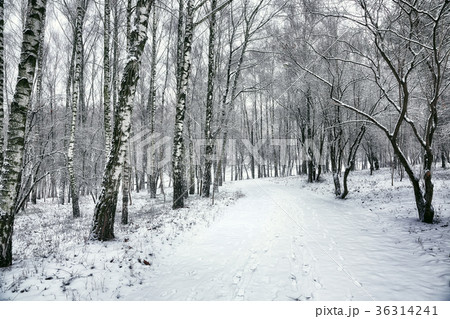 Snow-covered trees in the city park Snow-covered trees in the city park 36314241