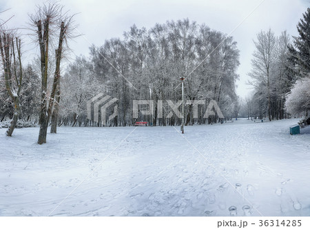 Snow-covered trees in the city park 36314285