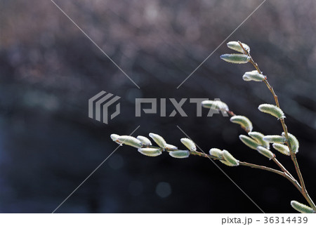ネコヤナギ 芽 木の枝 36314439