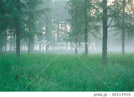 木 霧 風景 36314450