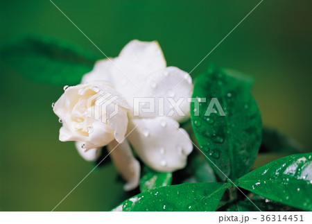 花 水滴 露 36314451