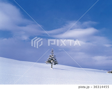 木 雪景色 雪原 36314455