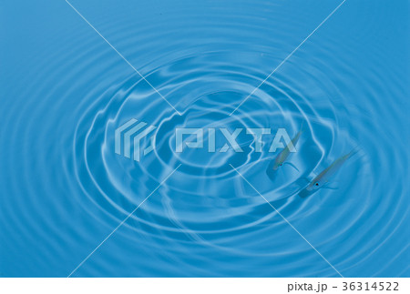 魚類 波紋 2 36314522