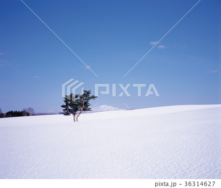 木 雪景色 雪原 36314627