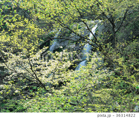 木 滝 風景 36314822