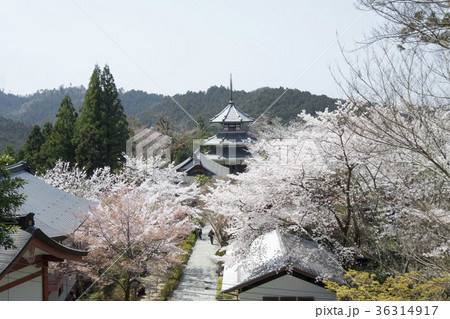 金峯山寺 妙法殿三重塔 金峯山寺 妙法殿三重塔 36314917