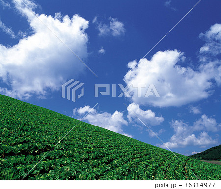 雲 白菜 白菜畑 36314977
