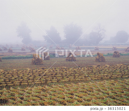 田畑 霧 風景 36315021