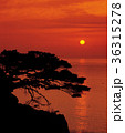 木 海 シルエット 36315278