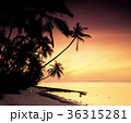 海 シルエット ヤシの木 36315281