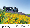 花 花畑 風景 36315290