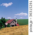 雲 田畑 風景 36315291