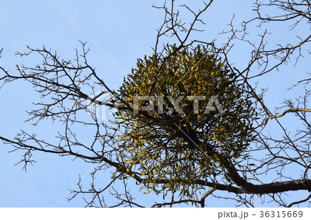 実をつけたヤドリギ 36315669