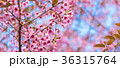 Cherry blossoms or Sakura flower in   Thailand 36315764