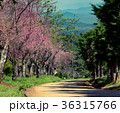 Cherry blossoms or Sakura flower in   Thailand 36315766