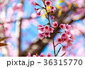Cherry blossoms or Sakura flower in   Thailand 36315770