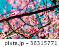 Cherry blossoms or Sakura flower in   Thailand 36315771