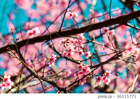 Cherry blossoms or Sakura flower in Thailand Cherry blossoms or Sakura flower in Thailand 36315771