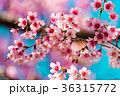 Cherry blossoms or Sakura flower in   Thailand 36315772