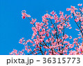 Cherry blossoms or Sakura flower in   Thailand 36315773