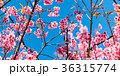 Cherry blossoms or Sakura flower in   Thailand 36315774