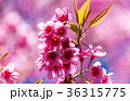 Cherry blossoms or Sakura flower in   Thailand 36315775