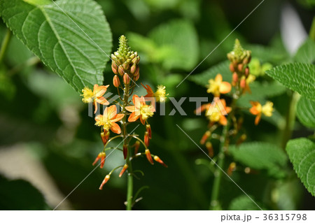 花アロエ（ブルビネ） 36315798