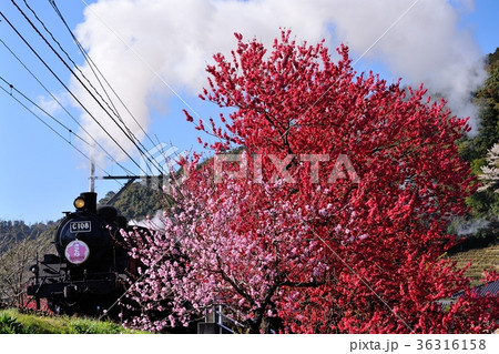 春のＳＬ 36316158