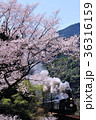 桜とＳＬ 36316159