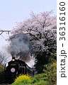 桜とＳＬ 36316160