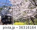 桜とＳＬ 36316164